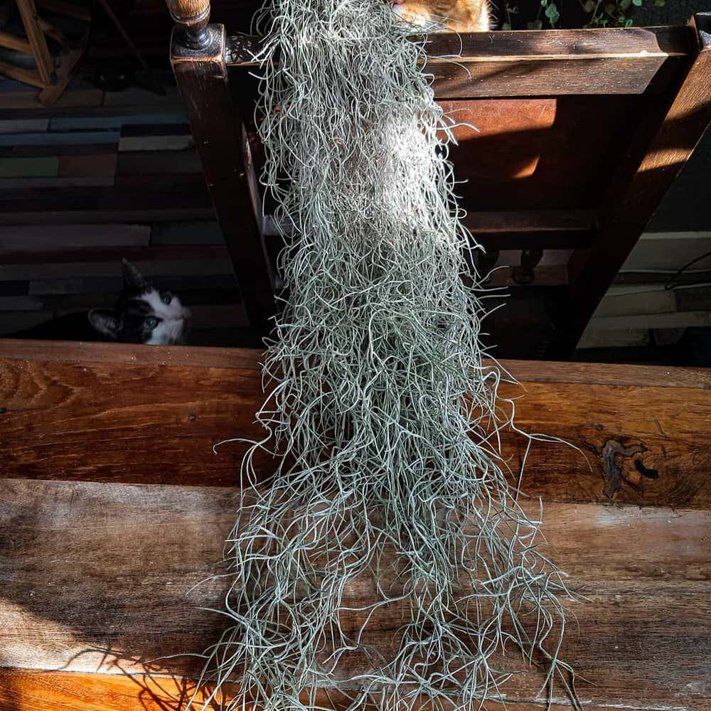 Spanish Moss Plant Care: Water, Light, Nutrients
